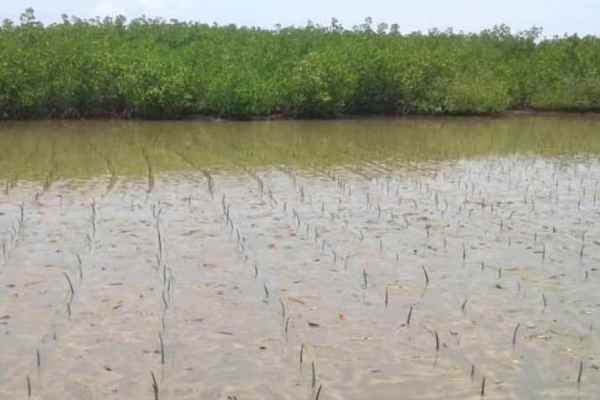 mangrove reboisée