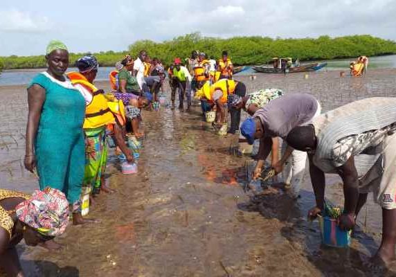 repiguage mangrove
