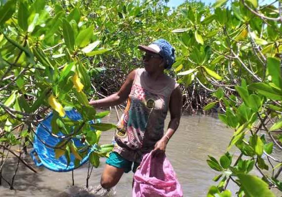 mangrove touffue